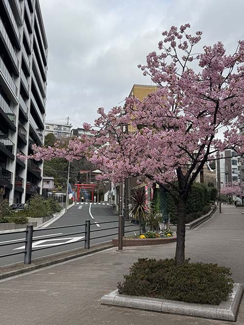 横浜、大綱金刀比羅神社へいく途中の河津桜