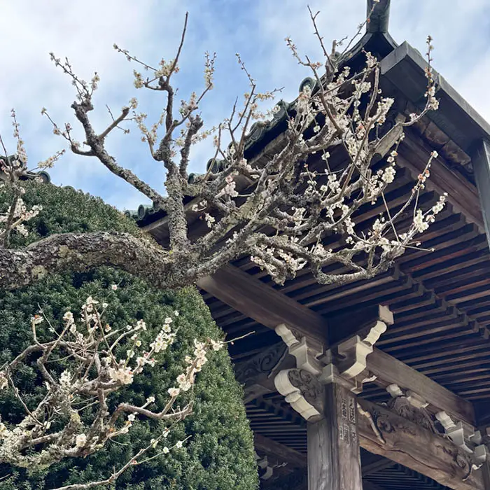 大雄山最乗寺の梅の花