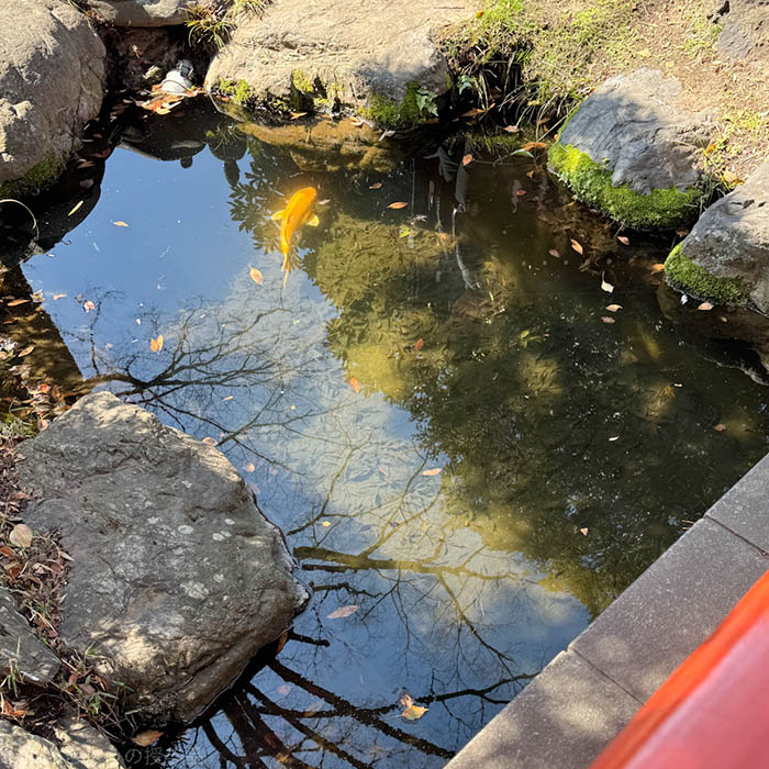 千葉神社の境内にある池の鯉