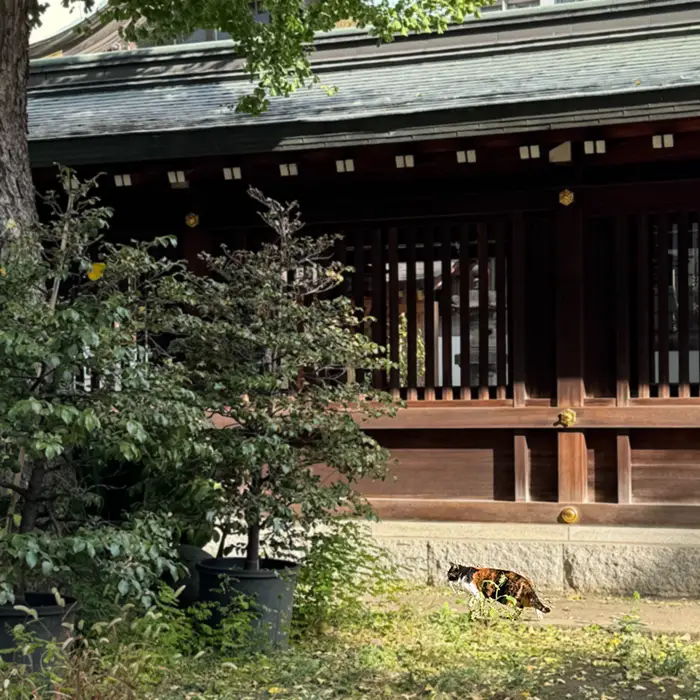 素盞雄神社境内で歩いていた猫