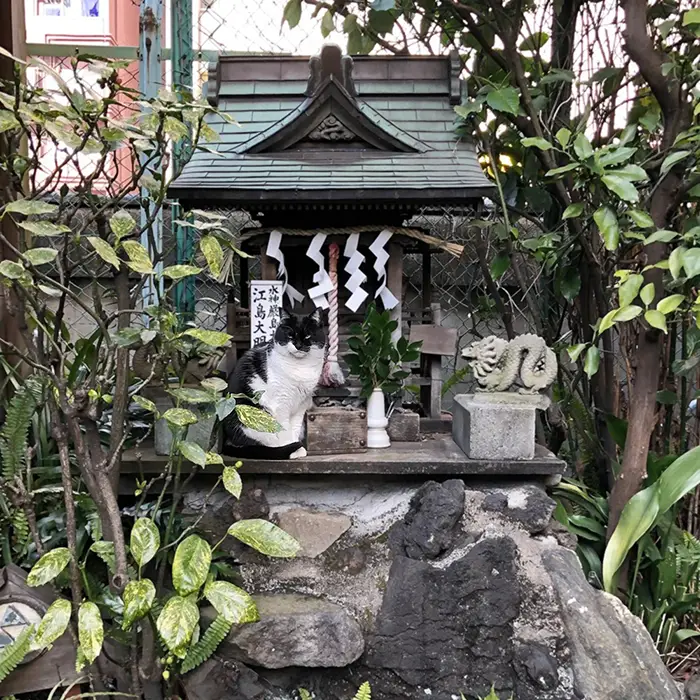 柳森神社のクーちゃん（筆者撮影。過去にNOTEで公開した写真の再掲です）