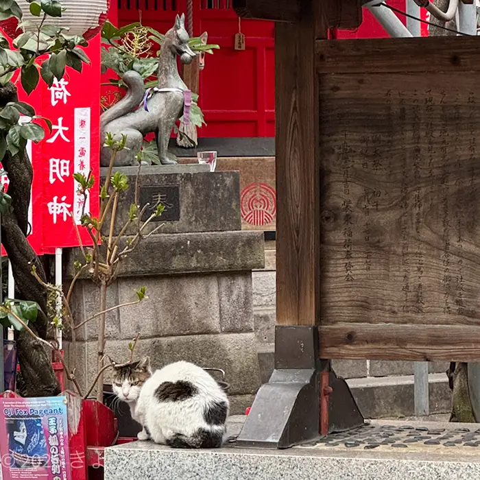 装束稲荷の猫ちゃん