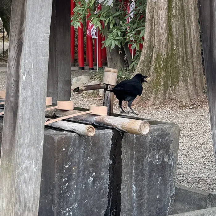 大宮氷川神社の手水にいたカラス
