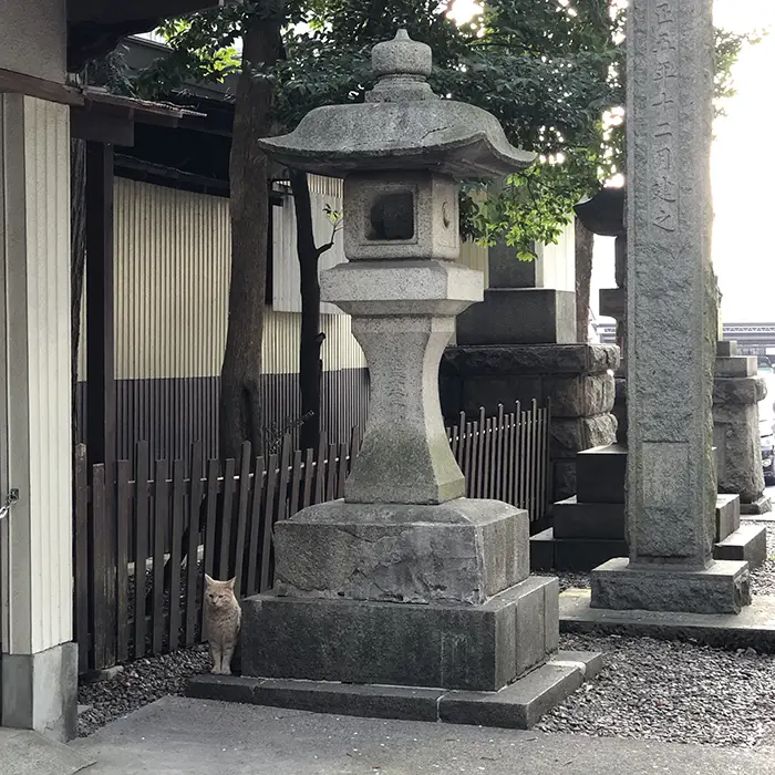 調神社の石灯籠に猫がいた
