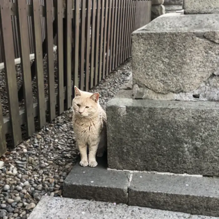 調神社で見た猫