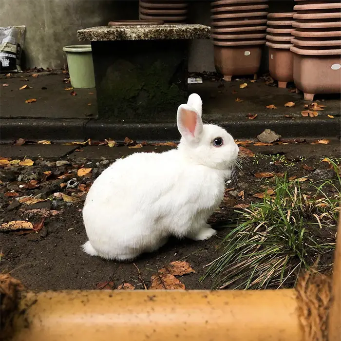 王子稲荷神社の美人さんうさぎ