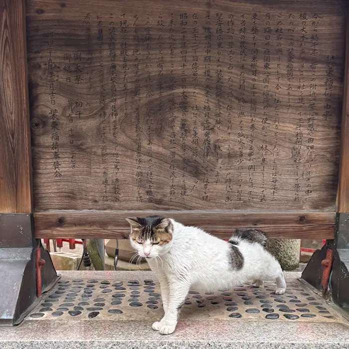装束稲荷を守る猫、一号