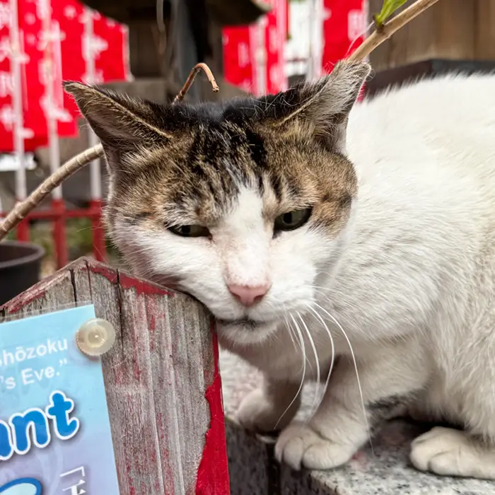 装束稲荷の猫、一号