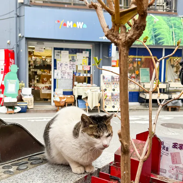 猫の一号と御朱印を取り扱っているヤマワ