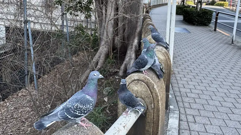 太田姫稲荷神社元宮にて、鳩の歓迎