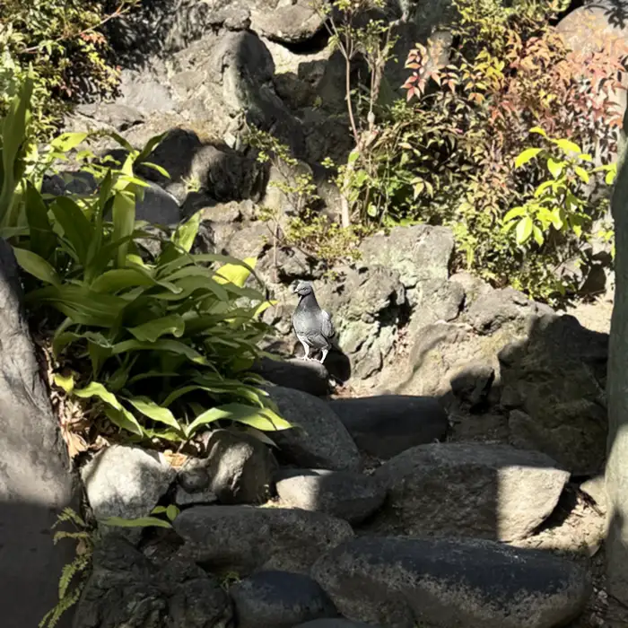 小塚富士を登山する鳩