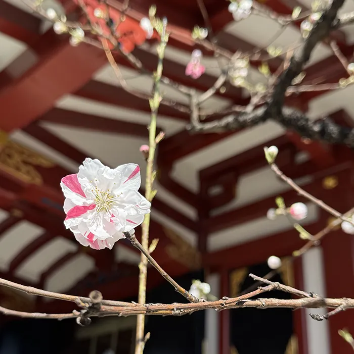 素盞雄神社で咲く源平咲きの桃の花